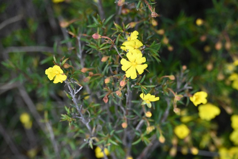 Hibbertia callida photo 8
