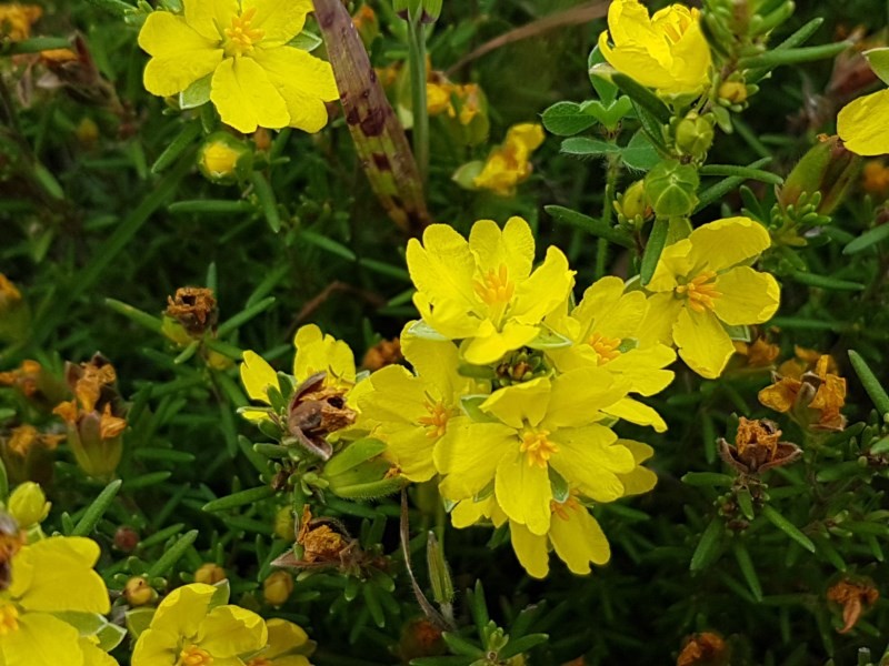 Hibbertia calycina