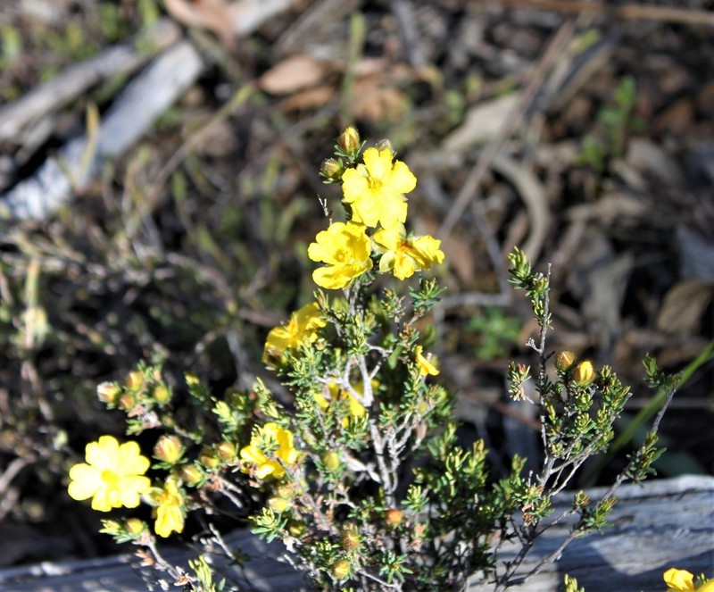 Hibbertia calycina photo 2