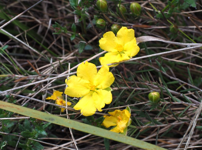 Hibbertia calycina photo 3