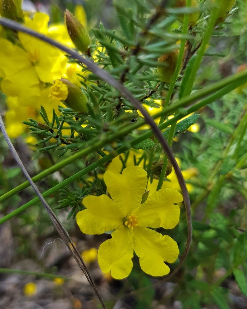 Hibbertia calycina photo 4