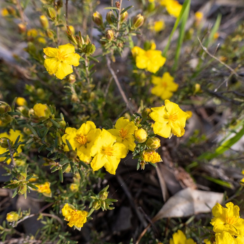 Hibbertia calycina photo 5
