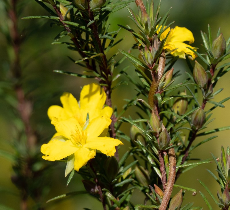 Hibbertia calycina photo 6
