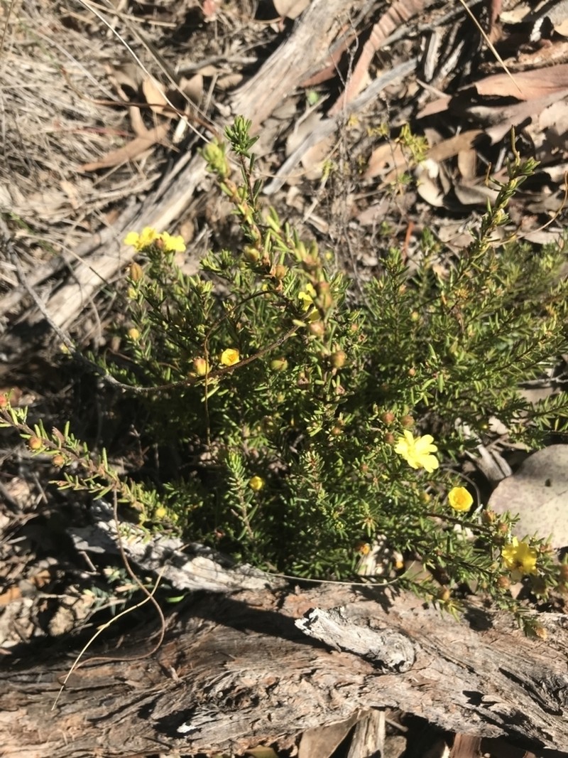Hibbertia calycina photo 7