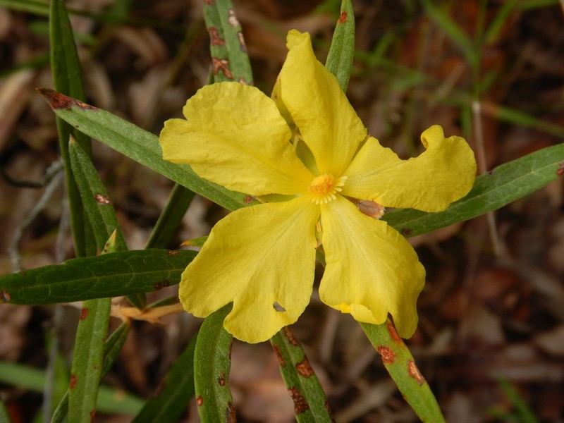 Hibbertia candicans