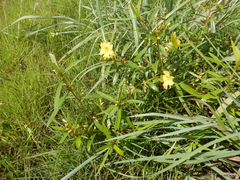 Hibbertia candicans photo 2