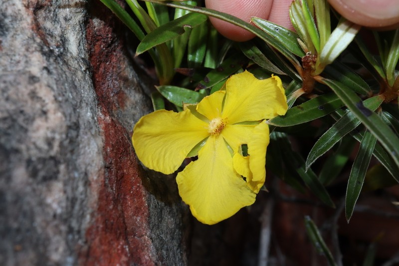 Hibbertia candicans photo 3