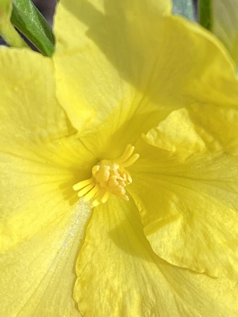 Hibbertia candicans photo 4