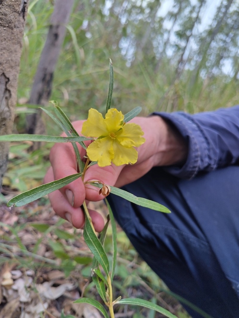Hibbertia candicans photo 5