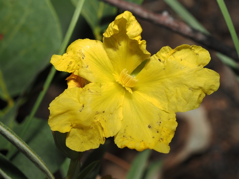 Hibbertia candicans photo 6