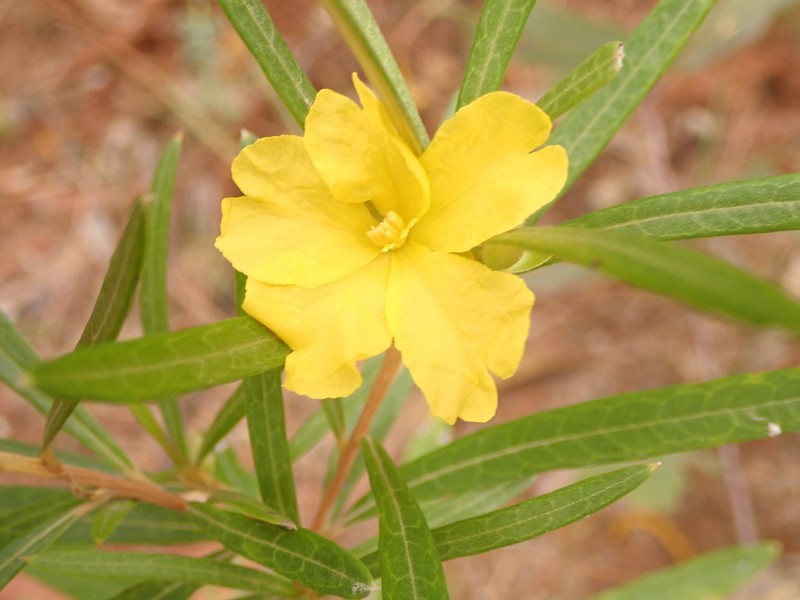 Hibbertia candicans photo 7