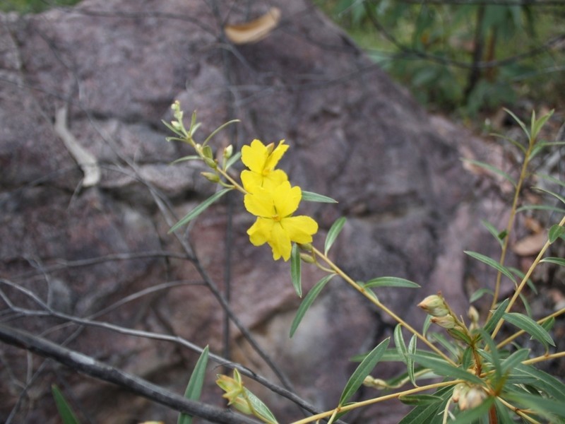 Hibbertia candicans photo 8