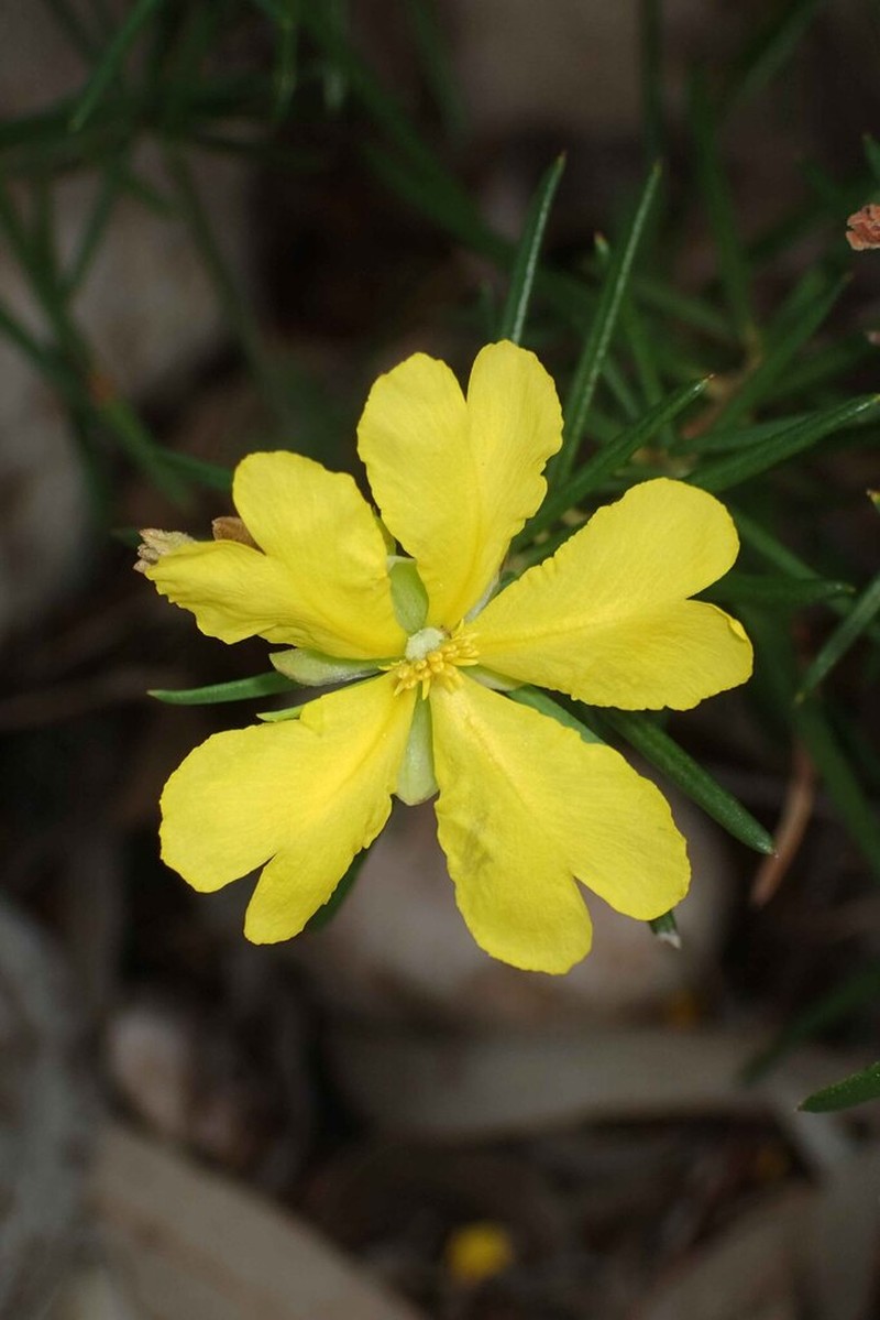 Hibbertia capensis