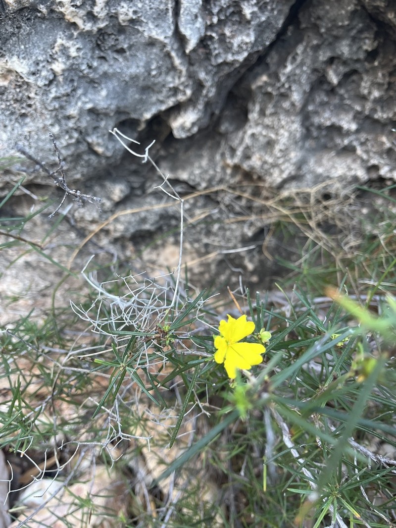 Hibbertia capensis photo 2