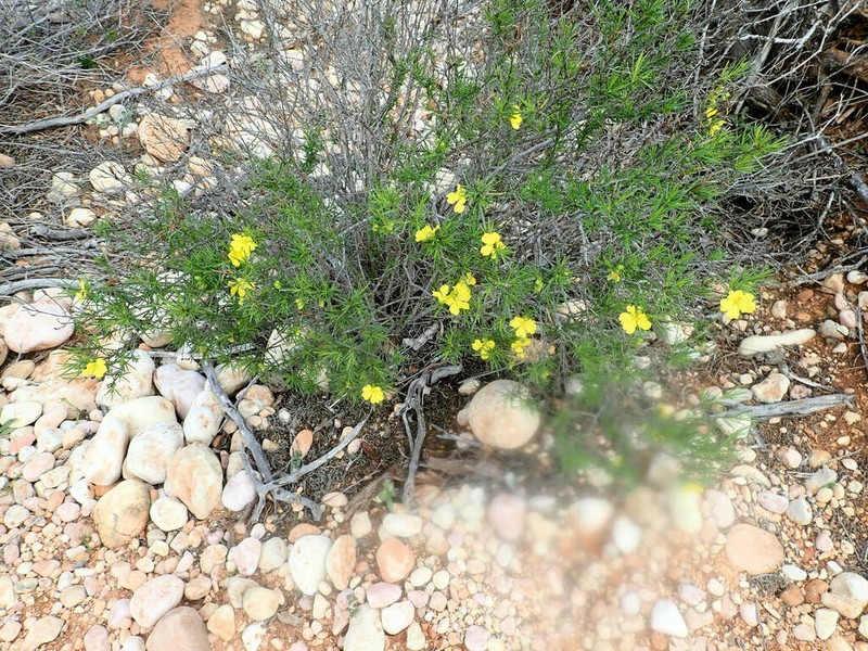 Hibbertia capensis photo 3