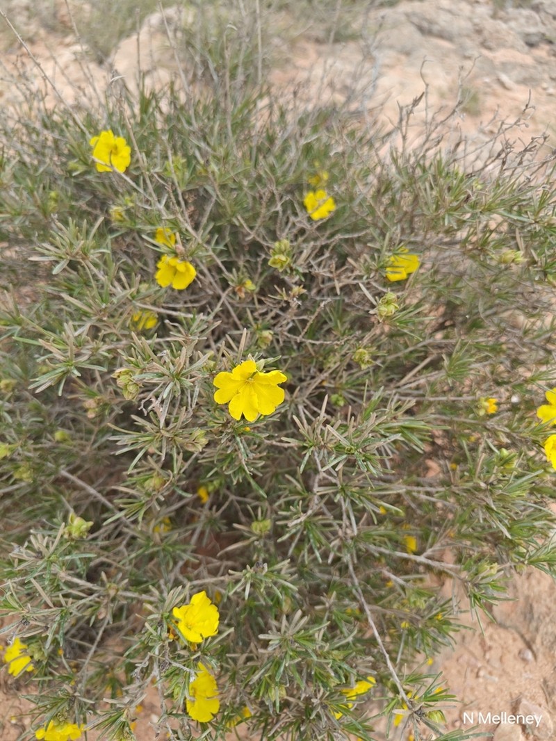 Hibbertia capensis photo 4