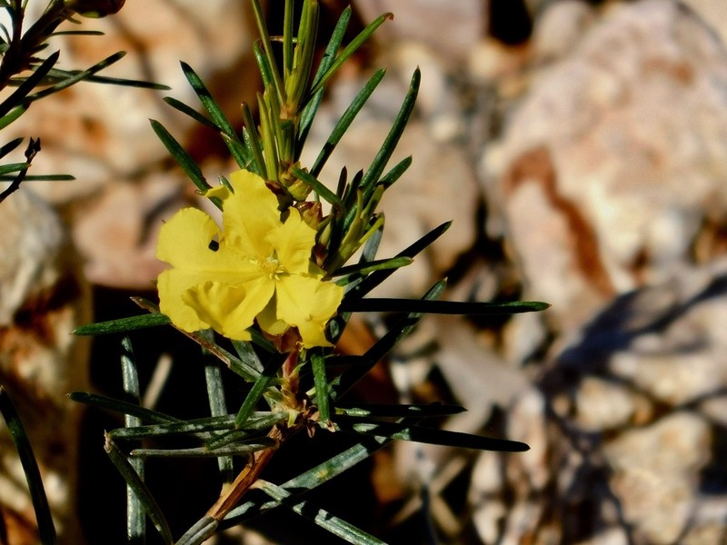 Hibbertia capensis photo 5
