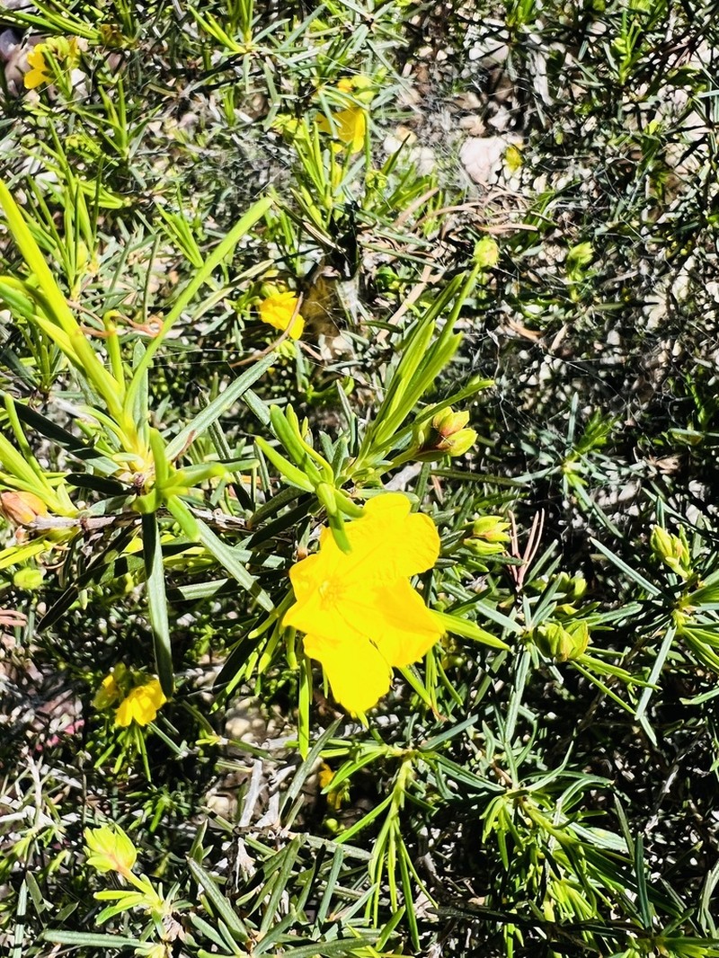 Hibbertia capensis photo 6