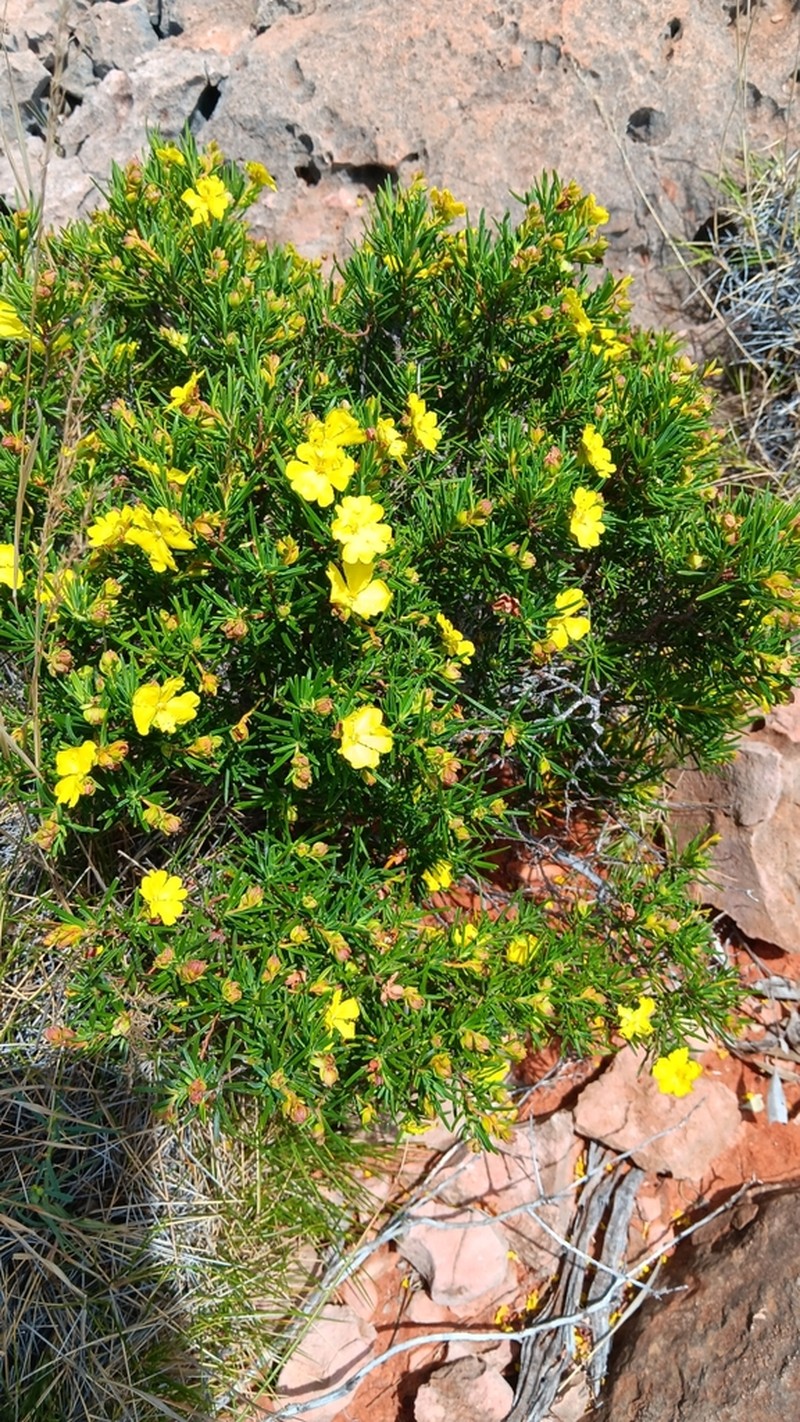 Hibbertia capensis photo 7