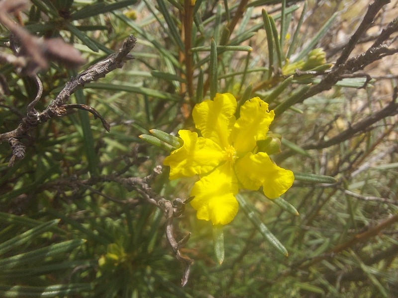 Hibbertia capensis photo 8