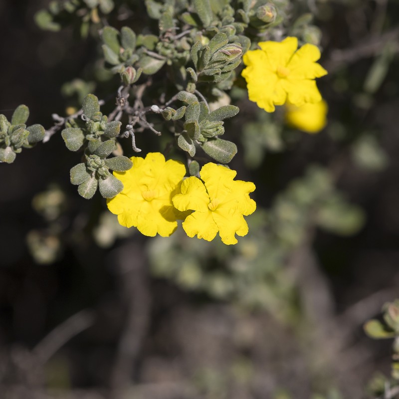 Hibbertia cinerea photo 2