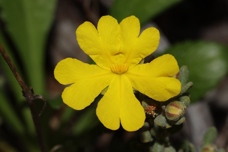 Hibbertia cinerea photo 3