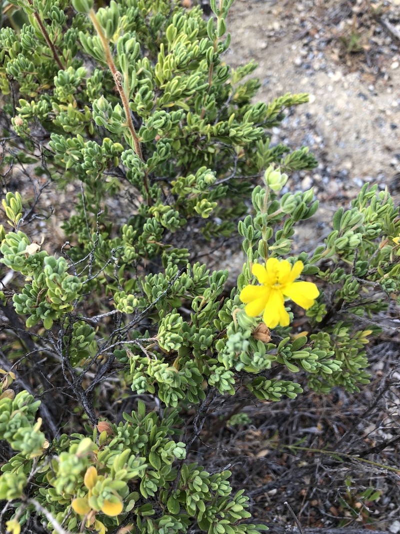 Hibbertia cinerea photo 4