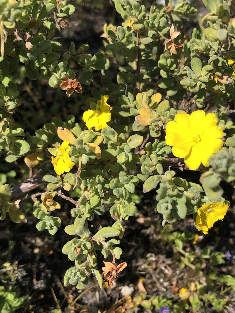 Hibbertia cinerea photo 5
