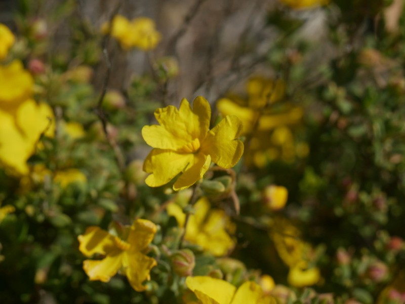 Hibbertia cinerea photo 6