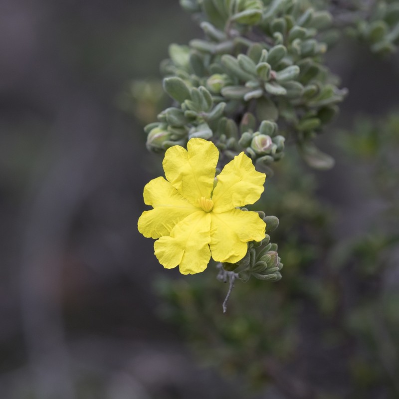 Hibbertia cinerea photo 7