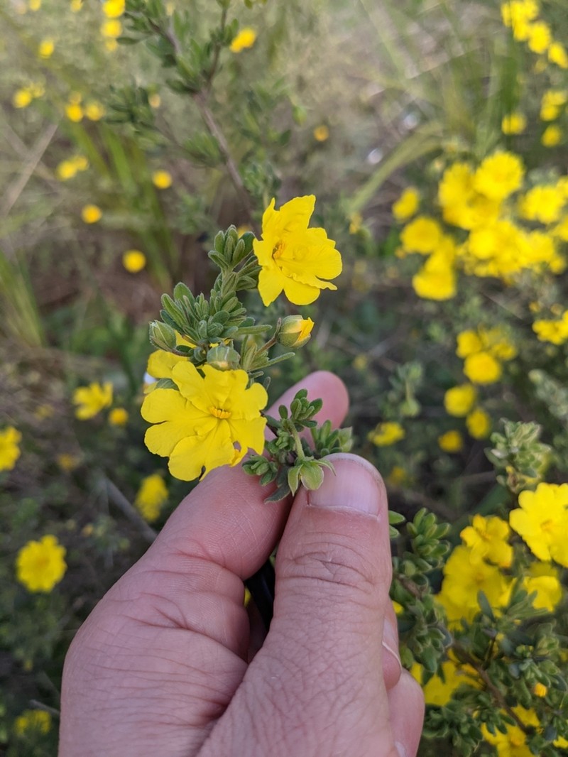 Hibbertia cinerea photo 8