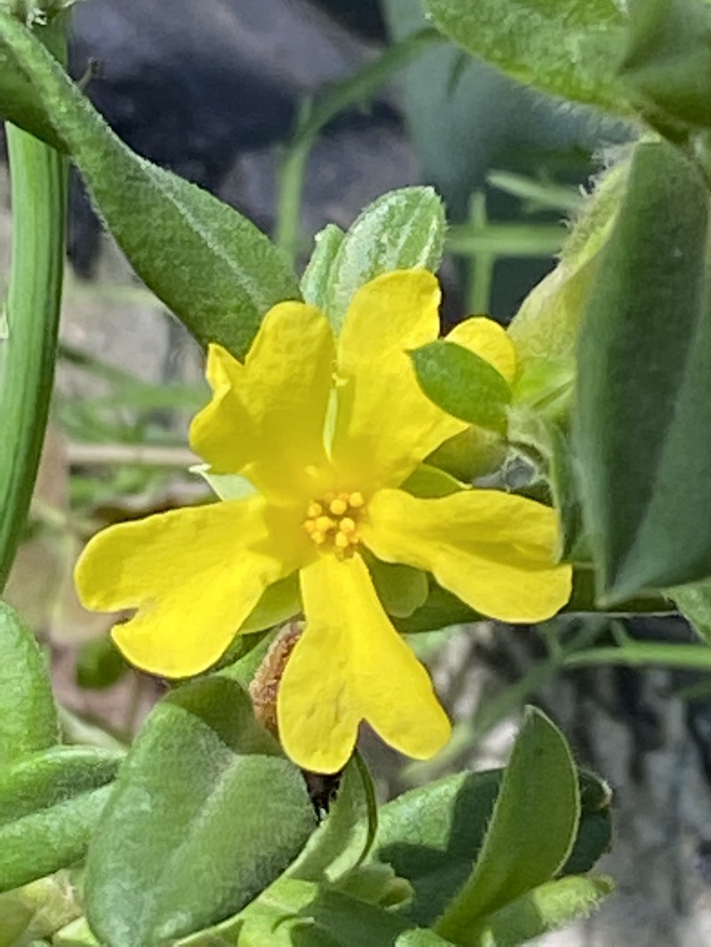 Hibbertia circinata