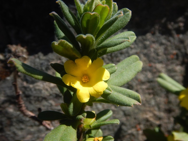 Hibbertia circinata photo 2