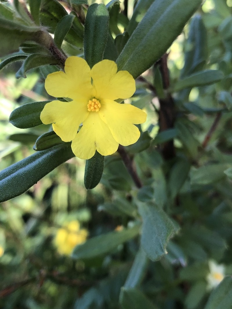 Hibbertia circinata photo 3