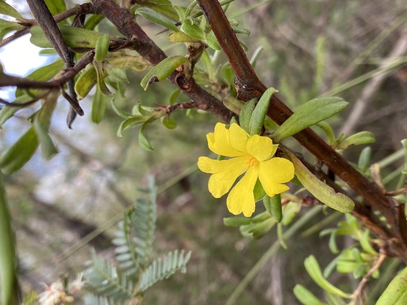 Hibbertia circinata photo 4
