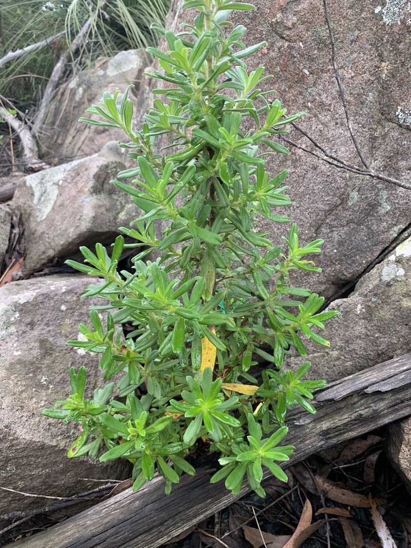 Hibbertia circinata photo 5