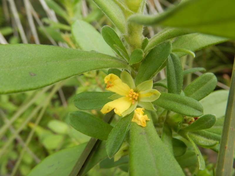 Hibbertia circinata photo 6