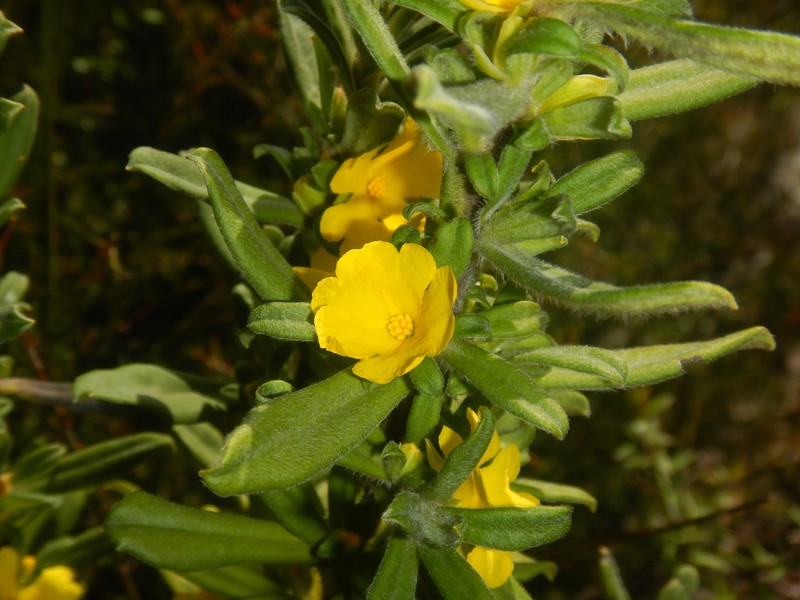 Hibbertia circinata photo 7