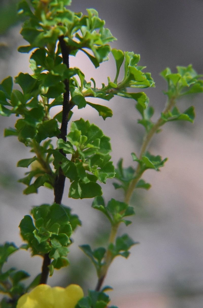 Hibbertia circumdans