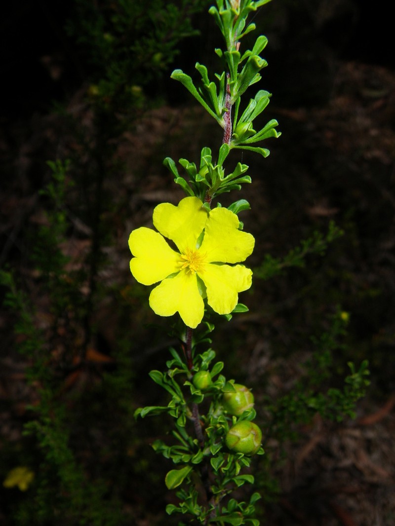 Hibbertia circumdans photo 2