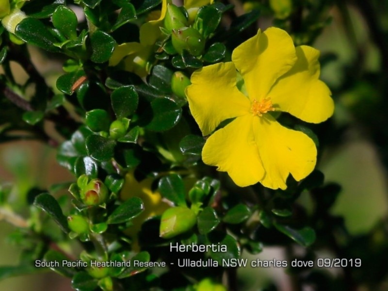 Hibbertia circumdans photo 3
