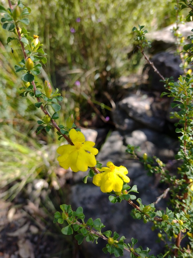 Hibbertia circumdans photo 4