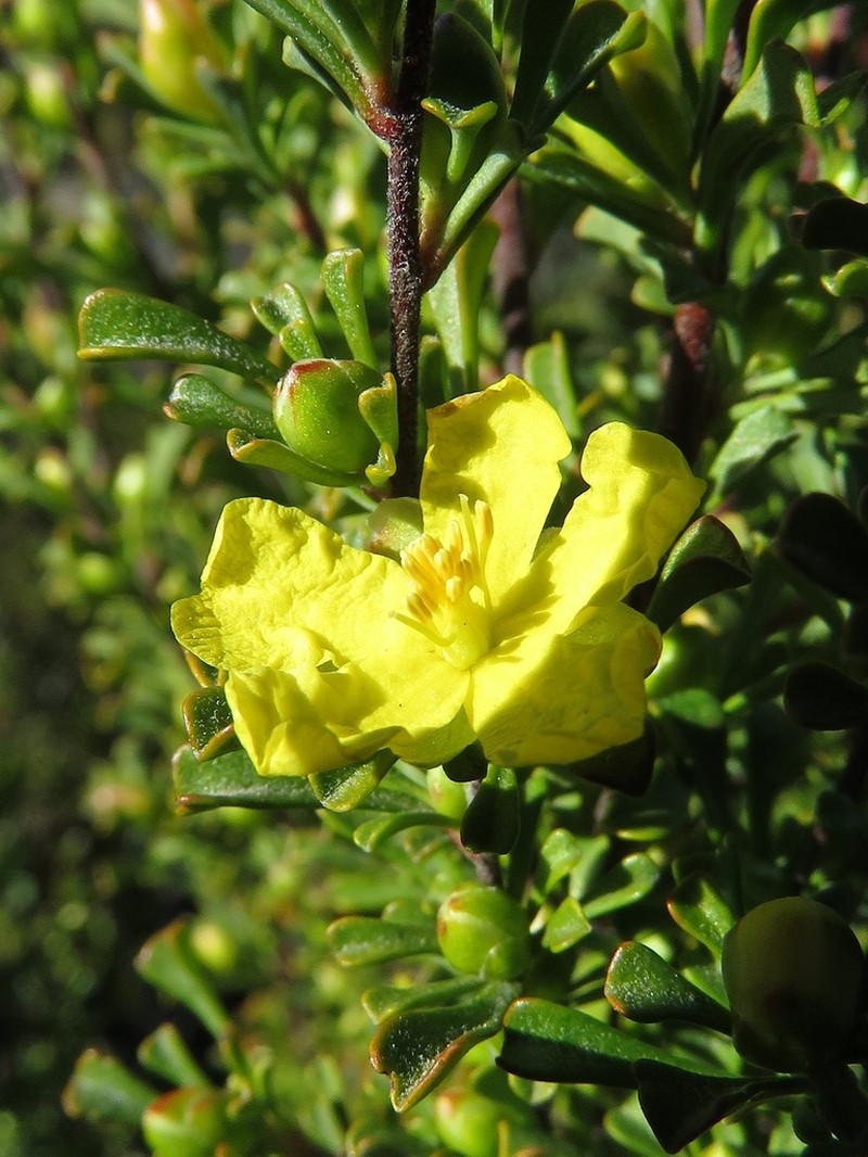 Hibbertia circumdans photo 5