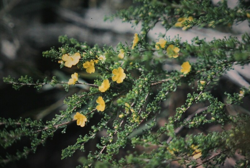 Hibbertia circumdans photo 6