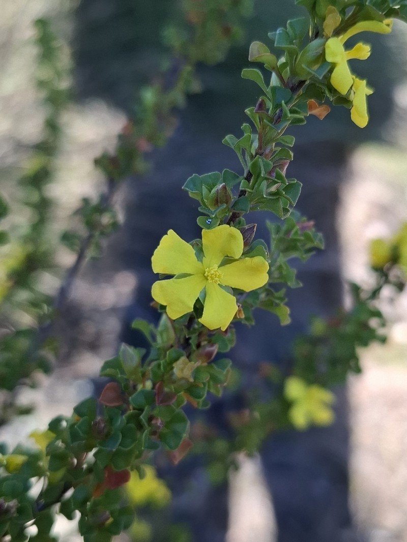 Hibbertia circumdans photo 7