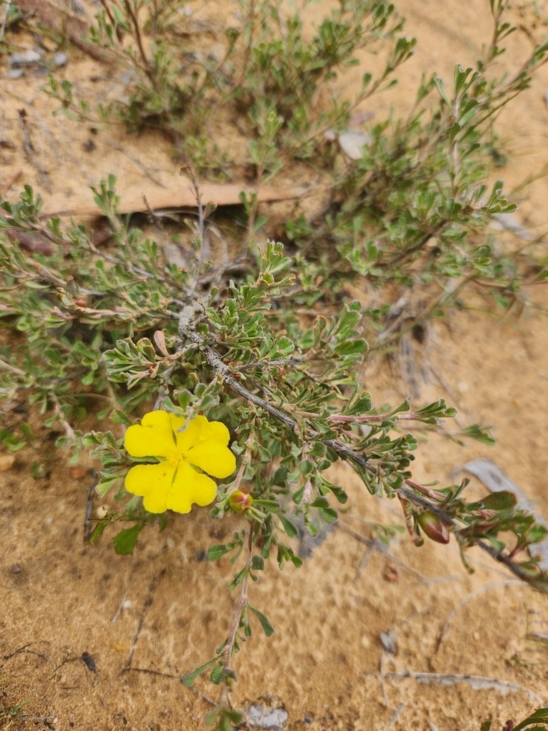 Hibbertia circumdans photo 8