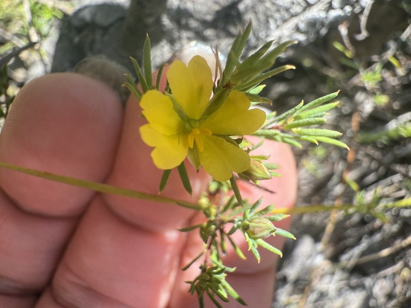 Hibbertia cistiflora photo 2