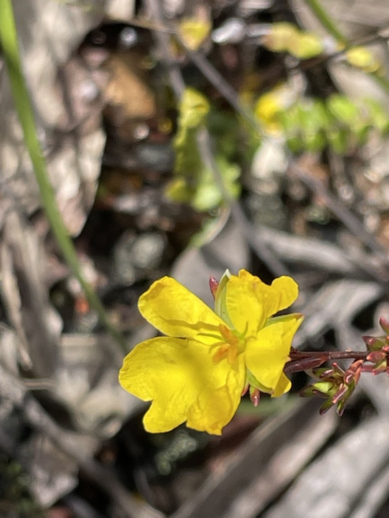 Hibbertia cistiflora photo 3