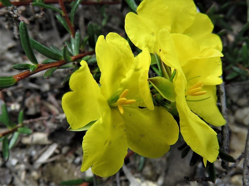 Hibbertia cistiflora photo 4