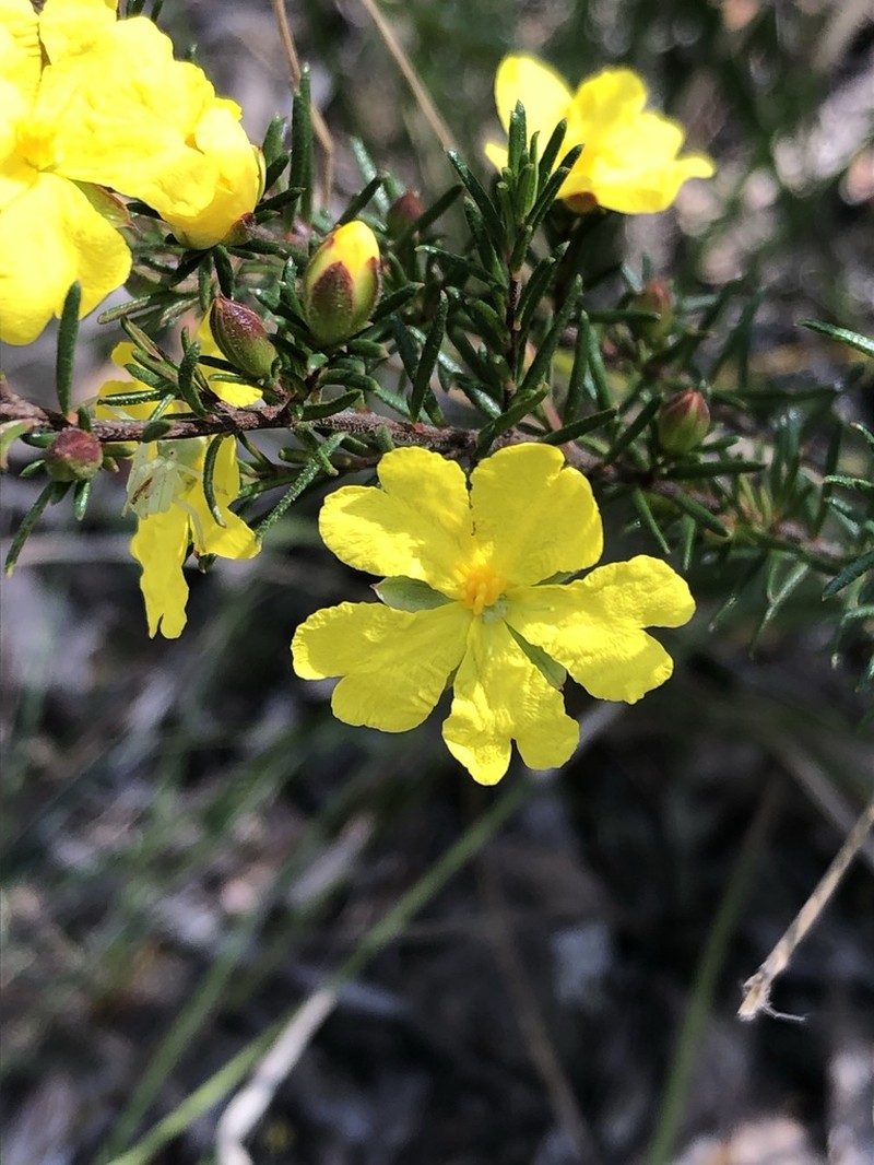 Hibbertia cistiflora photo 5